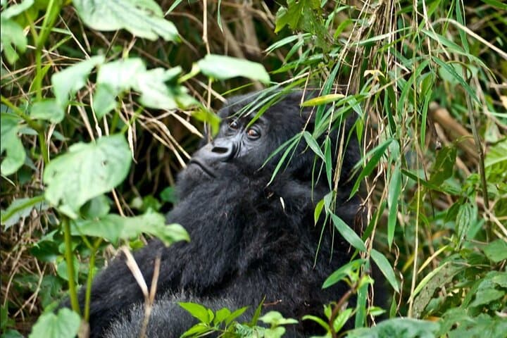 3-Day Gorilla Trekking Safari in Uganda: Bwindi Gorillas & Lake Bunyonyi photo 5