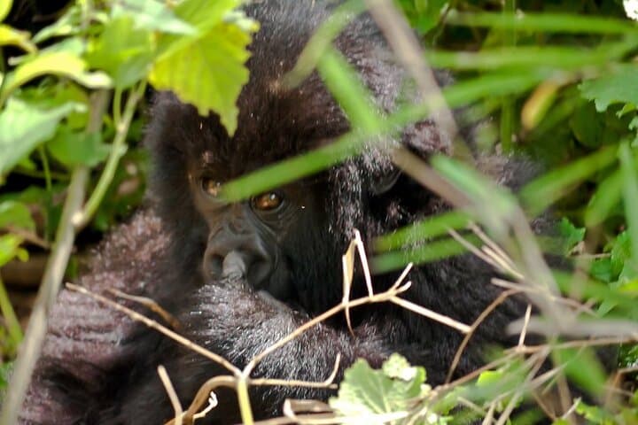 3-Day Gorilla Trekking Safari in Uganda: Bwindi Gorillas & Lake Bunyonyi photo 6
