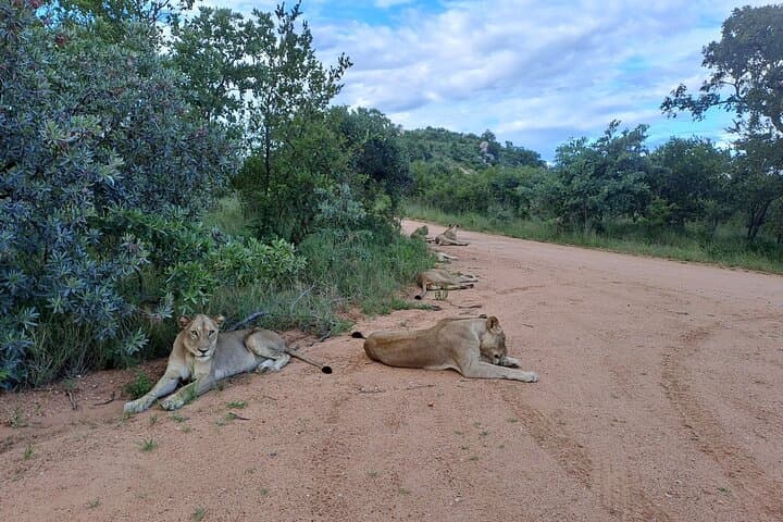 Luxury 4-Day Greater Kruger & Panorama Route Safari from Johannesburg