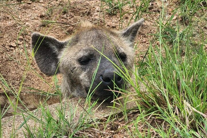 Luxury 4-Day Greater Kruger & Panorama Route Safari from Johannesburg photo 3