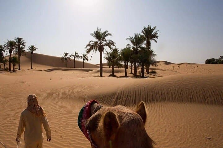Morning Red Dune Buggy Safari & Camel Ride — Dubai Desert Experience photo 3