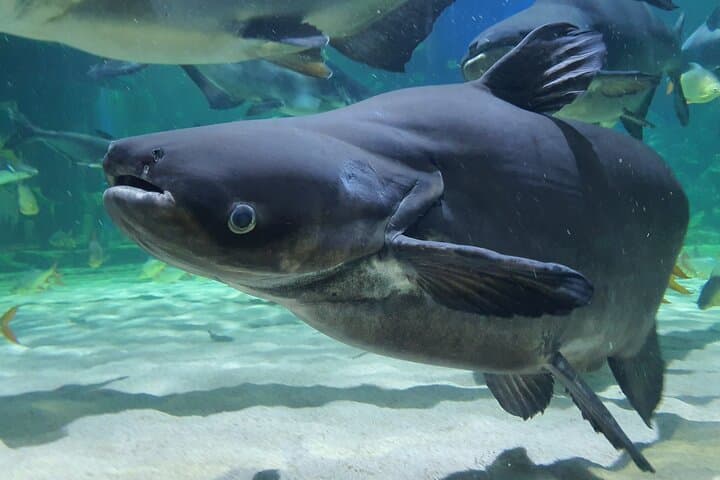 River Monster Tour & Angkor Wildlife Aquarium: Private Guide on Tonle Sap photo 2