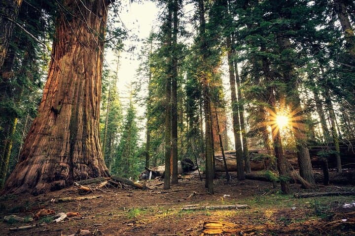 Yosemite in a Day: Private Day Tour from San Francisco to Yosemite Valley photo 3