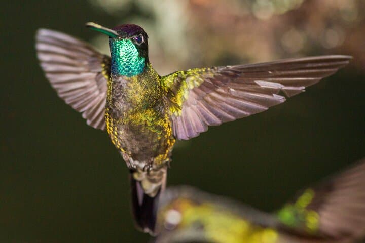 Victor's Bird Photography Tours — Full-Day Guided Birdwatching & Camera Lessons in San José, Costa Rica