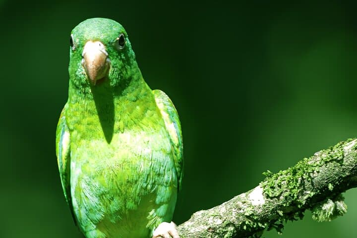 Victor's Bird Photography Tours — Full-Day Guided Birdwatching & Camera Lessons in San José, Costa Rica photo 2