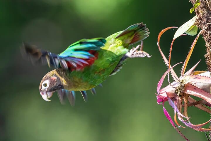 Victor's Bird Photography Tours — Full-Day Guided Birdwatching & Camera Lessons in San José, Costa Rica photo 6