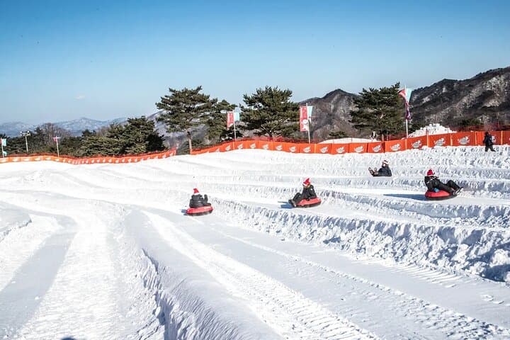 Strawberry Picking & Snow Sledding in Eobi Valley and Gapyeong Sheep Ranch photo 4