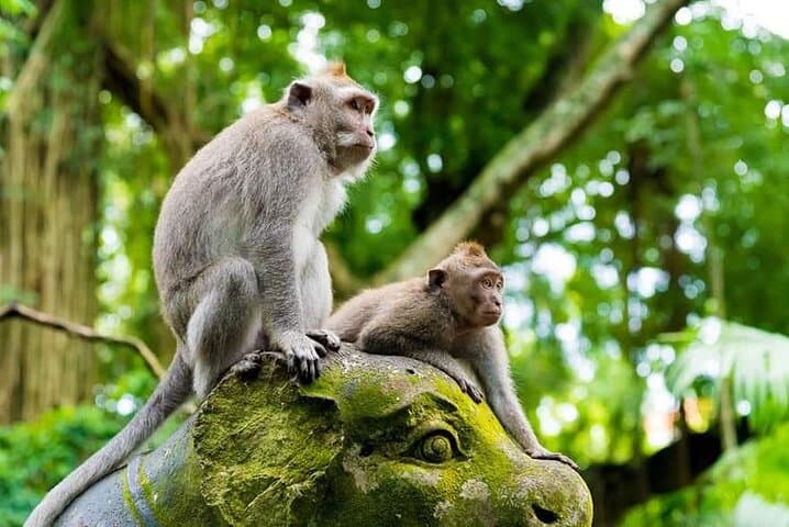Ubud Monkey Forest, Jungle Swing & Tegalalang Rice Terrace Half-Day Adventure