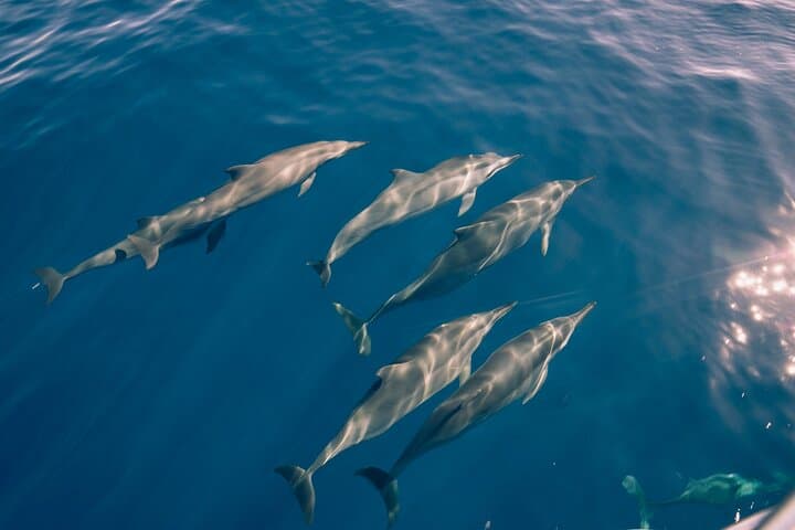 North Shore Oahu Whale Watching from Haleiwa — Native-Owned Boat Tours photo 2