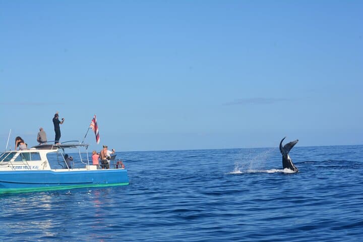 North Shore Oahu Whale Watching from Haleiwa — Native-Owned Boat Tours photo 3