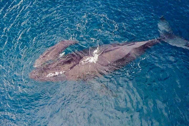 North Shore Oahu Whale Watching from Haleiwa — Native-Owned Boat Tours photo 4