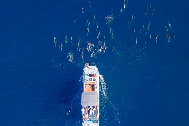 North Shore Oahu Whale Watching from Haleiwa — Native-Owned Boat Tours photo 5