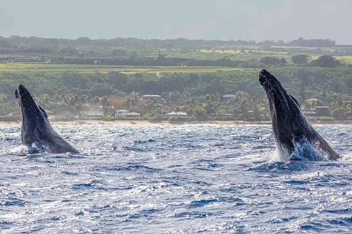 North Shore Oahu Whale Watching from Haleiwa — Native-Owned Boat Tours photo 6