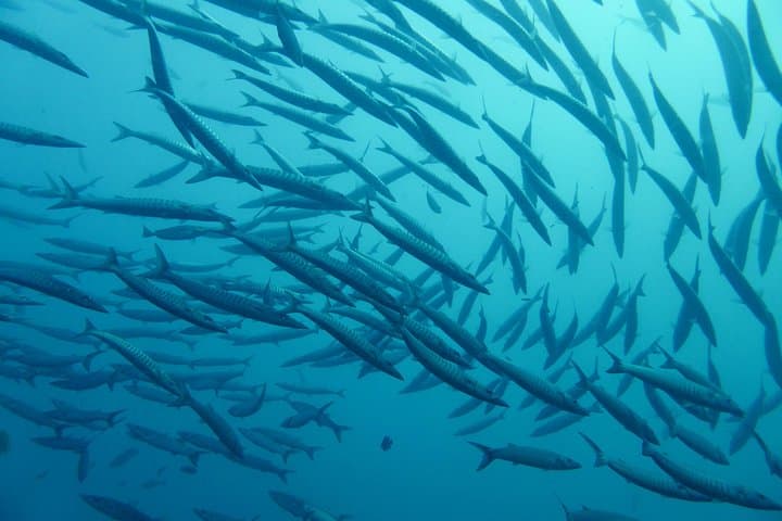 Nice VIP Sea Walk: Snorkeling and Beginner Scuba off the French Riviera photo 2