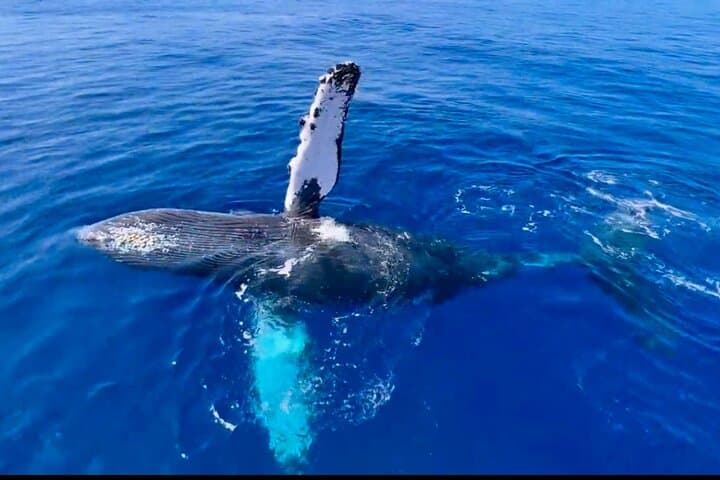 Lahaina Sunrise Whale Watch: 2-Hour Morning Cruise with Hydrophone photo 5
