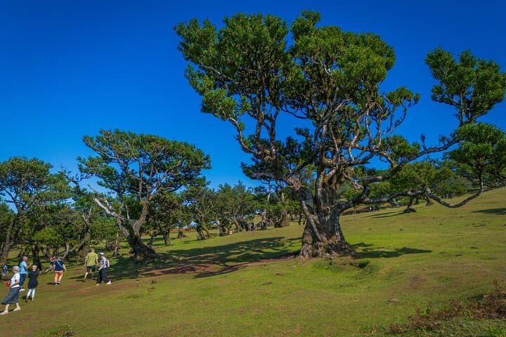 West Madeira Day Tour: Fanal Forest, Cabo Girão & Porto Moniz photo 3