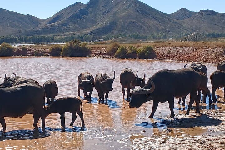 Overnight Big Five Safari from Cape Town — 1-Night All-Inclusive at Aquila photo 2