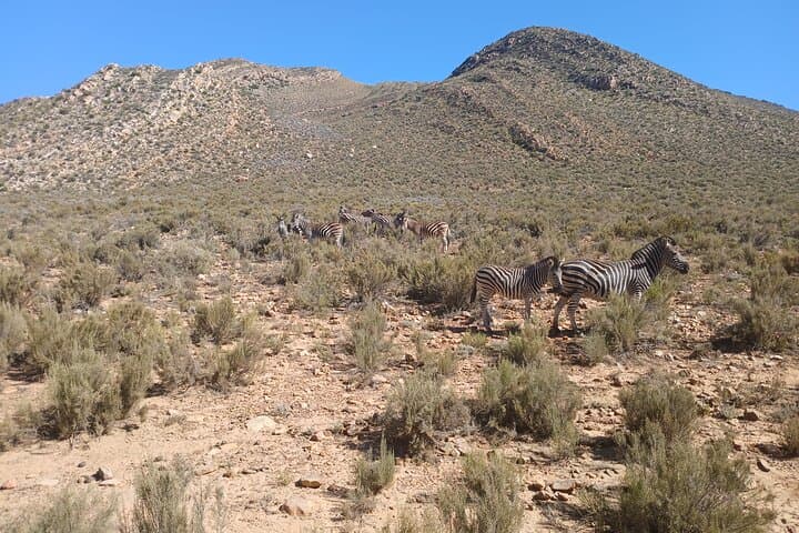 Overnight Big Five Safari from Cape Town — 1-Night All-Inclusive at Aquila photo 4