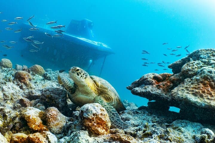 Mauritius Unique Submarine Tour: 45-Minute Submersible Dive to Coral Reefs & Shipwreck photo 4