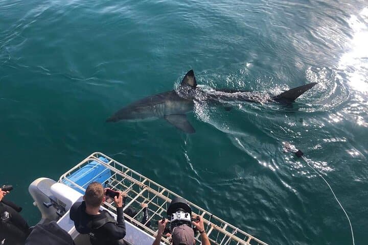 Shark Cage Diving from Cape Town to Gansbaai: Seal Island Great White Encounters