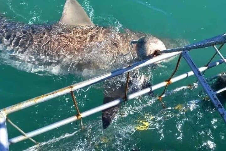 Shark Cage Diving from Cape Town to Gansbaai: Seal Island Great White Encounters photo 2