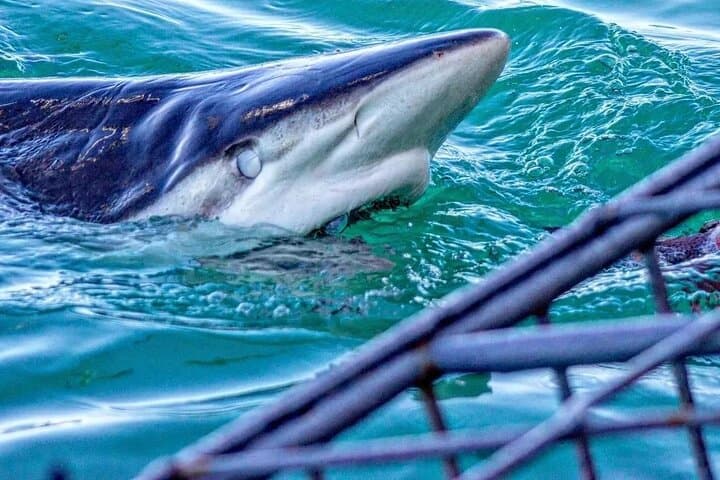 Shark Cage Diving from Cape Town to Gansbaai: Seal Island Great White Encounters photo 3
