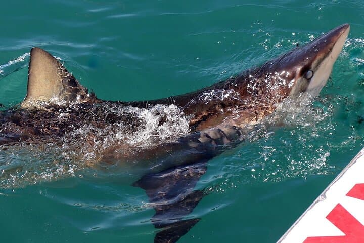 Shark Cage Diving from Cape Town to Gansbaai: Seal Island Great White Encounters photo 4