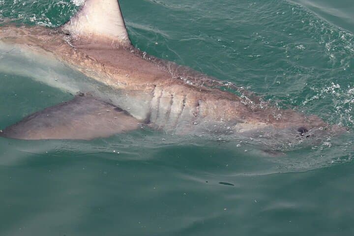 Shark Cage Diving from Cape Town to Gansbaai: Seal Island Great White Encounters photo 5