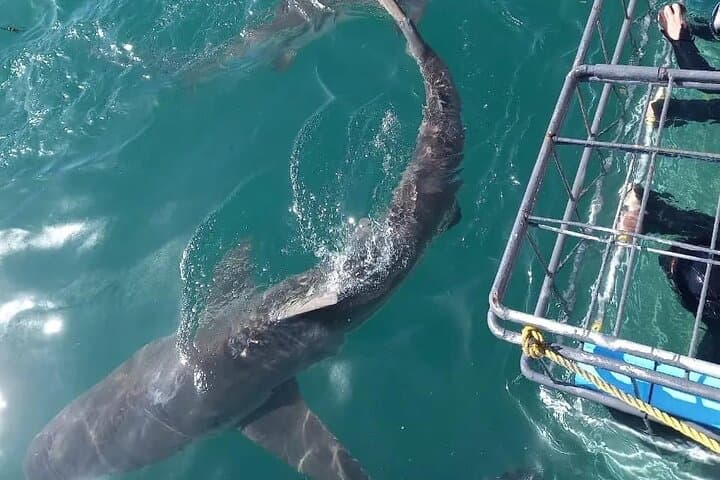 Shark Cage Diving from Cape Town to Gansbaai: Seal Island Great White Encounters photo 6