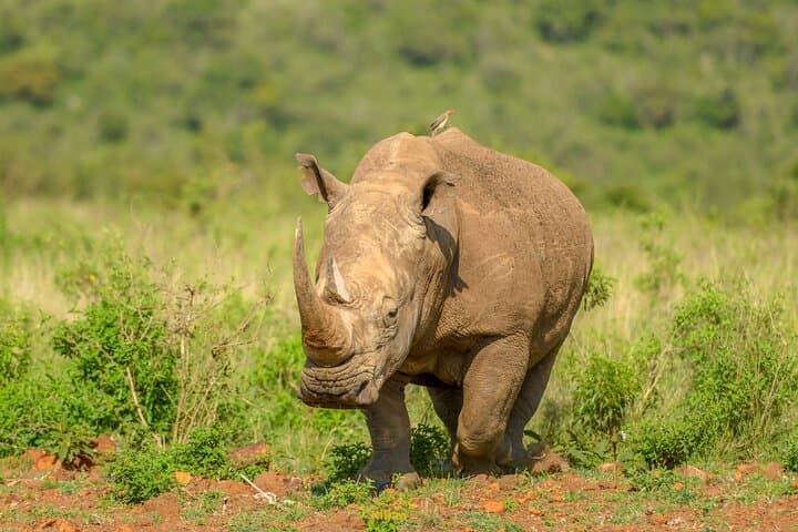 10-Day Bush and Beach Safari from Nairobi — Samburu to Diani Beach photo 2