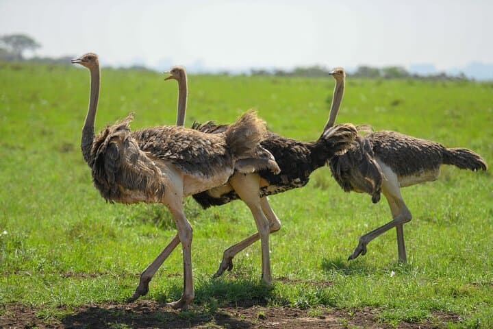 10-Day Bush and Beach Safari from Nairobi — Samburu to Diani Beach photo 3