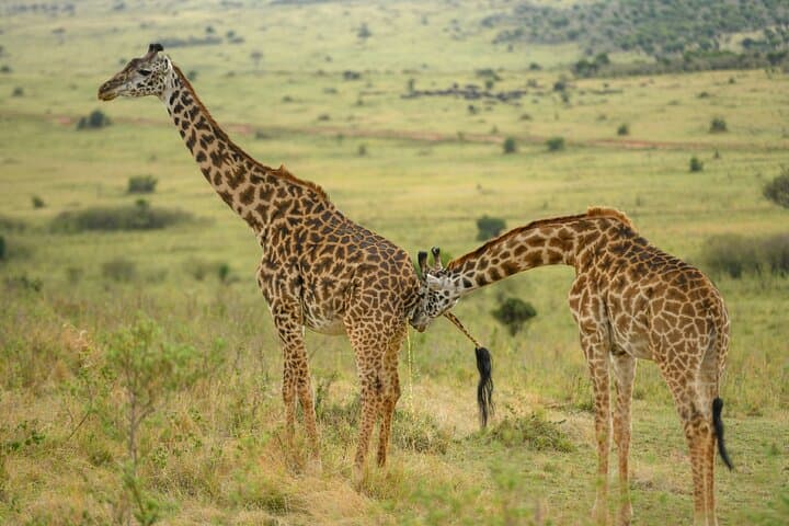 10-Day Bush and Beach Safari from Nairobi — Samburu to Diani Beach photo 4