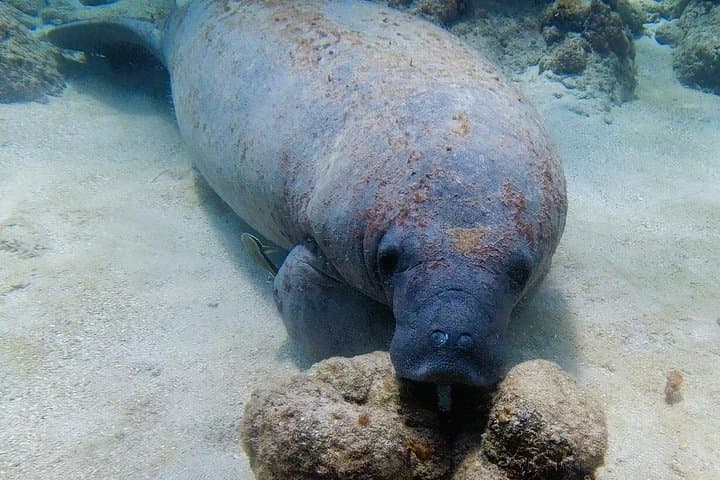 3-Hour Costa Maya Snorkeling Adventure in Mahahual on the Great Mesoamerican Reef photo 4