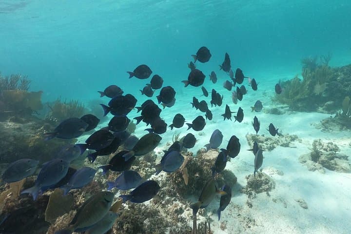 3-Hour Costa Maya Snorkeling Adventure in Mahahual on the Great Mesoamerican Reef photo 6