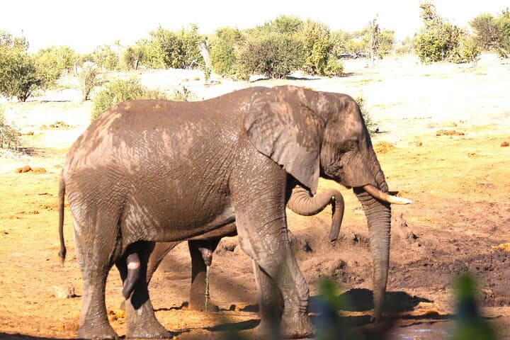 10-Day Hwange, Victoria Falls, Chobe & Okavango Delta Safari Adventure photo 1