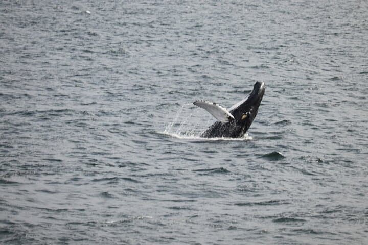 Whale Watching Express in Faxafloi Bay — Reykjavik 2-Hour Cruise