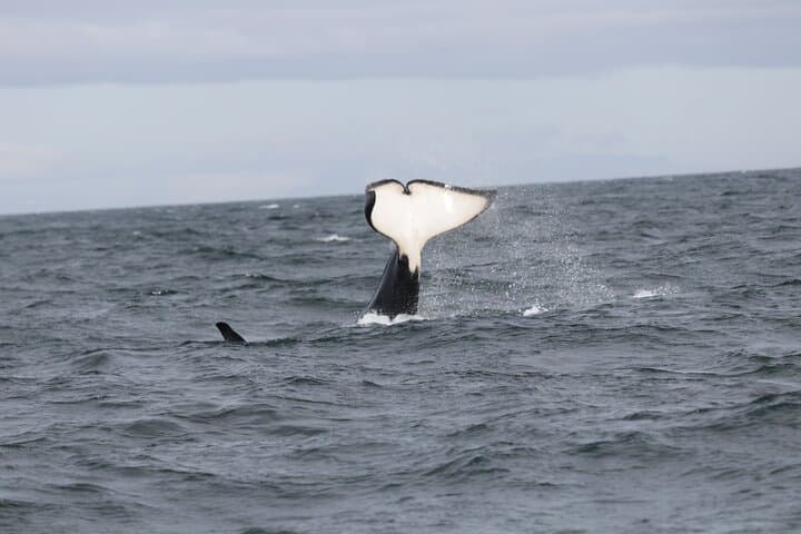 Whale Watching Express in Faxafloi Bay — Reykjavik 2-Hour Cruise photo 2