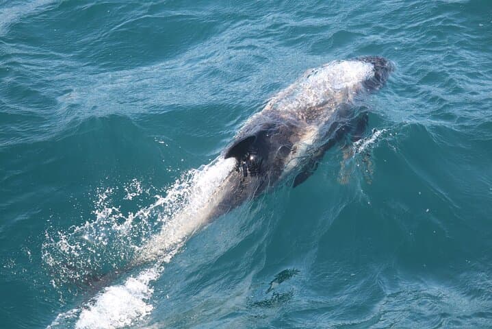 Whale Watching Express in Faxafloi Bay — Reykjavik 2-Hour Cruise photo 3