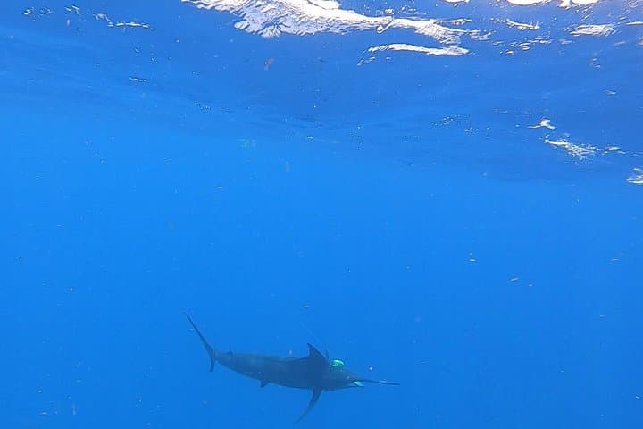 Costa Maya 4-Hour Fishing and Snorkeling Charter in Mahahual photo 3