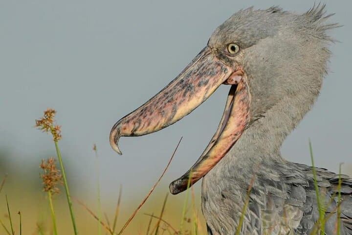Mabamba Swamp Shoebill Safari: One-Day Birding from Entebbe