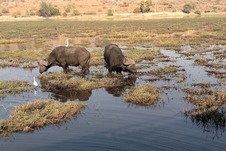 Sunrise Chobe Full-Day Game Drive and Chobe River Boat Safari