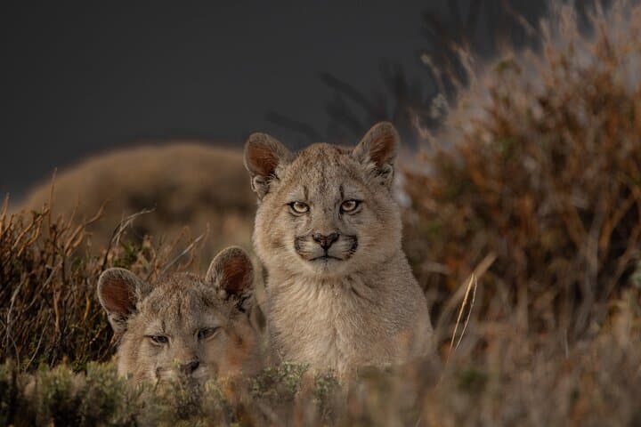 Private Pumas & Wildlife Watching in Torres del Paine: A Photographer’s Full-Day Guide photo 2