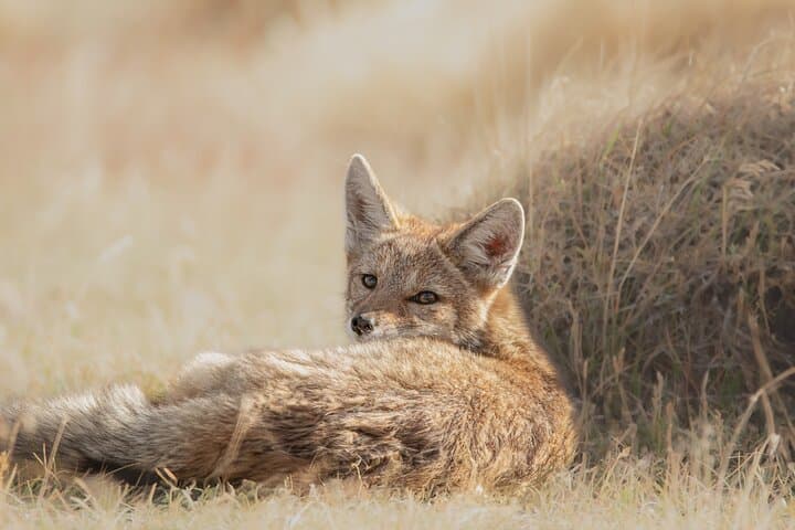 Private Pumas & Wildlife Watching in Torres del Paine: A Photographer’s Full-Day Guide photo 3