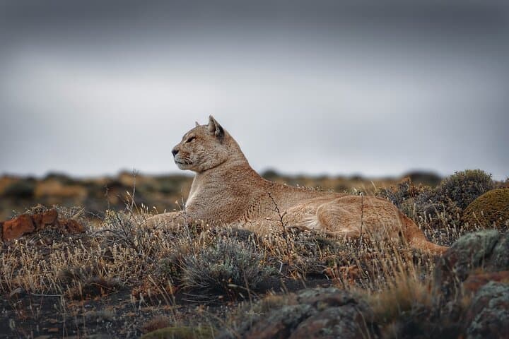 Private Pumas & Wildlife Watching in Torres del Paine: A Photographer’s Full-Day Guide photo 4