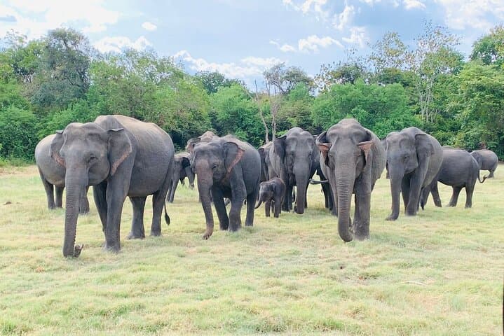 Minneriya Half-Day Safari: Elephant Herds & Birdlife near Sigiriya