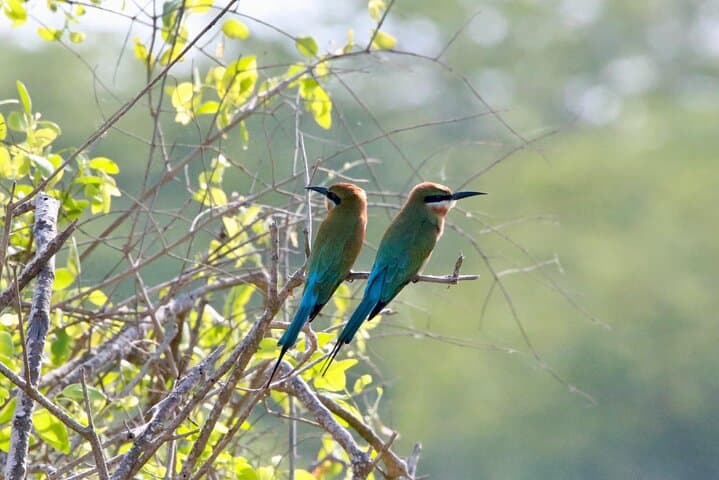 Minneriya Half-Day Safari: Elephant Herds & Birdlife near Sigiriya photo 2