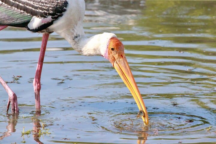Minneriya Half-Day Safari: Elephant Herds & Birdlife near Sigiriya photo 3