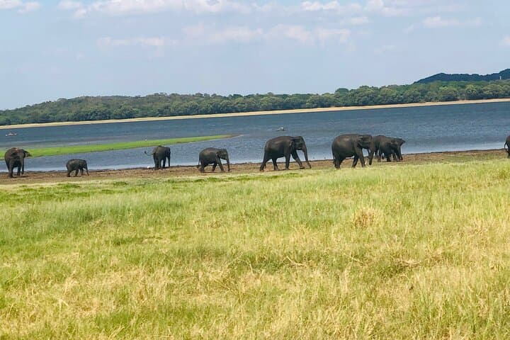 Minneriya Half-Day Safari: Elephant Herds & Birdlife near Sigiriya photo 4