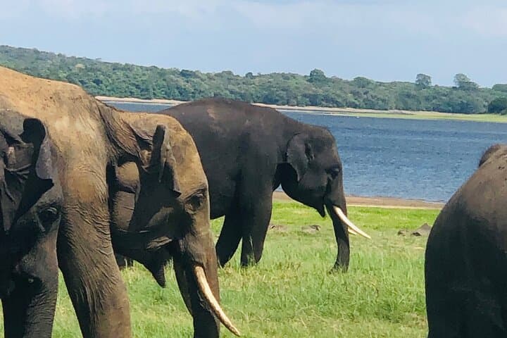 Minneriya Half-Day Safari: Elephant Herds & Birdlife near Sigiriya photo 5