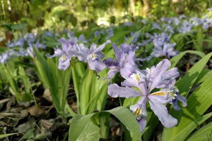 Smokies History, Streams & Forest Hike — Guided Greenbrier Walk Near Gatlinburg photo 1